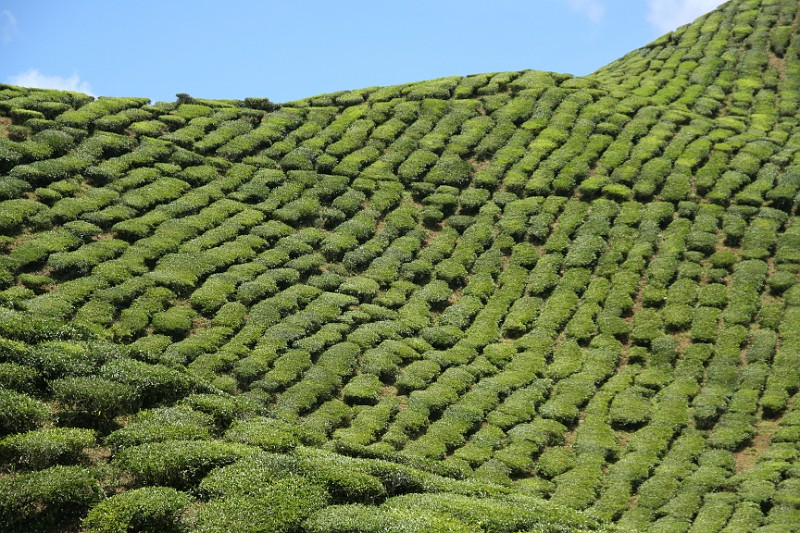 Teeplantagen C. Highlands